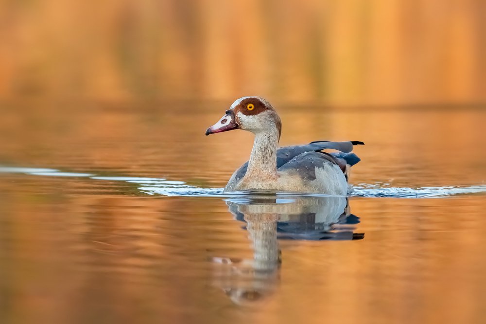 Нильский гусь в утренних красках