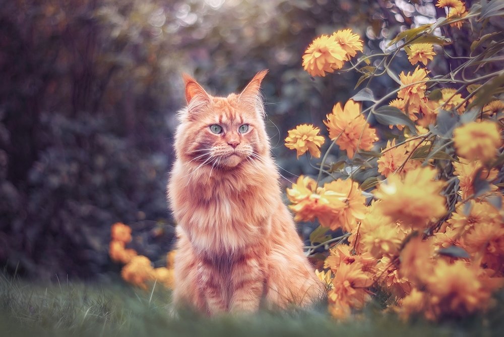 Золотые шары