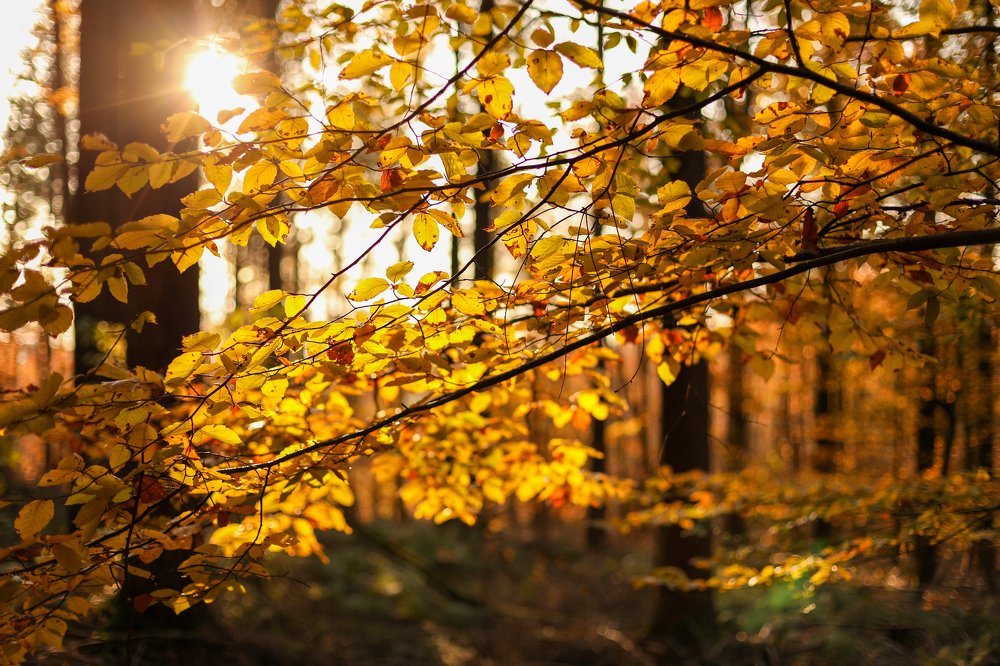 Photograph by Екатерина Шефер