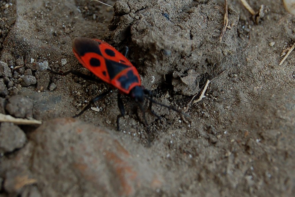 Photograph by Szabó László