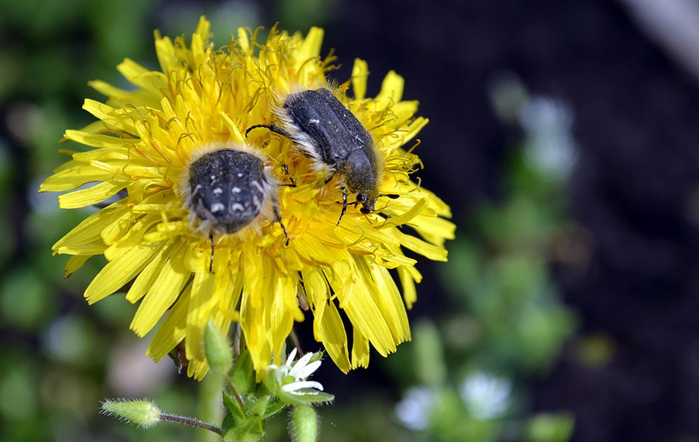 Photograph by Szabó László