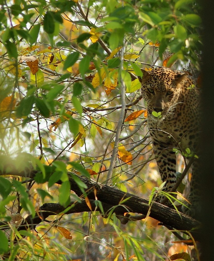Ghost of the Forest!
