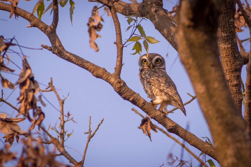 Фотография автора abhilash a k