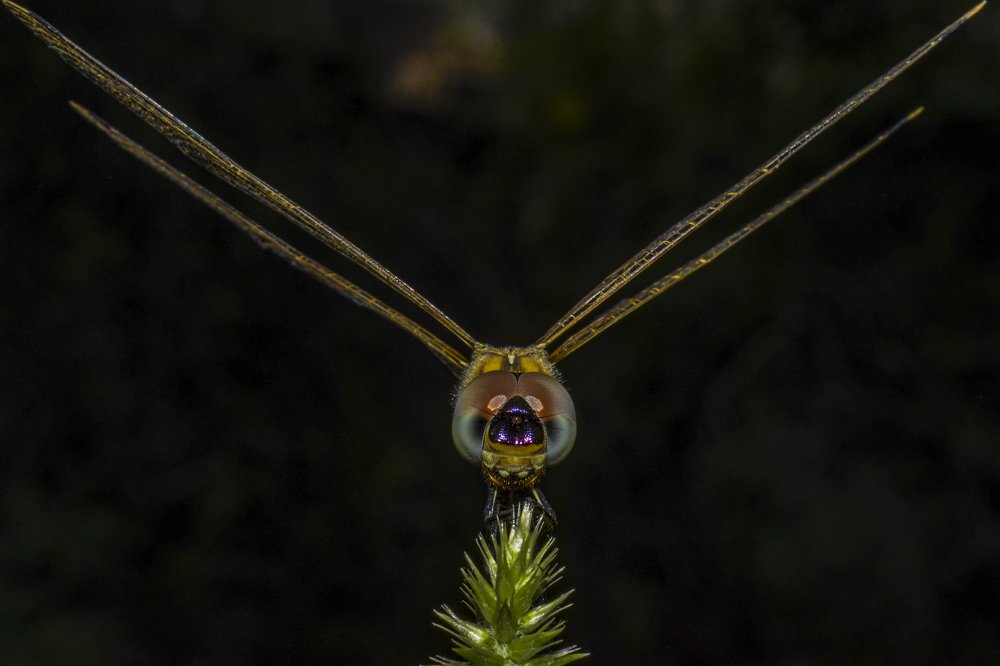 Photograph by Mukesh Tripathi