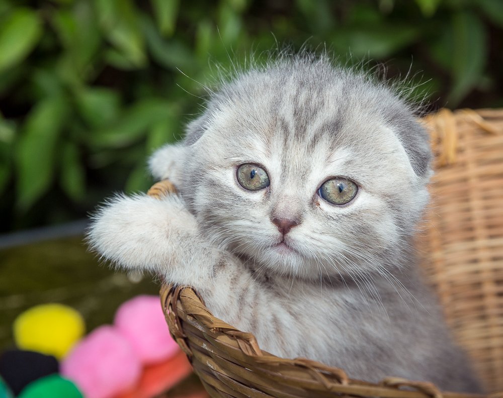Фотография автора Сергей Середовой