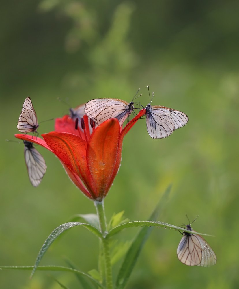 Photograph by Евгения Левина