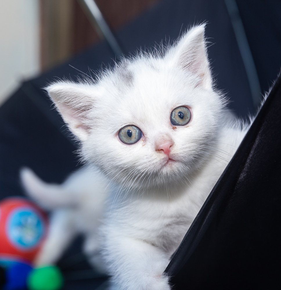 Фотография автора Сергей Середовой