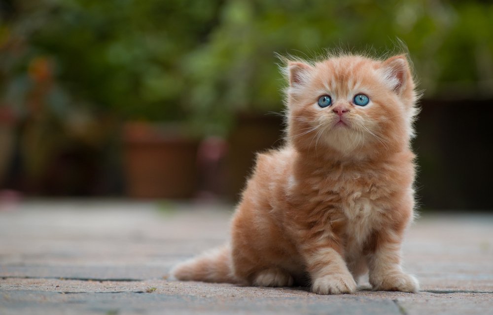 Фотография автора abhilash a k