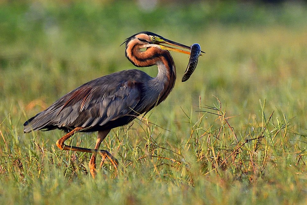 Purple heron with catch