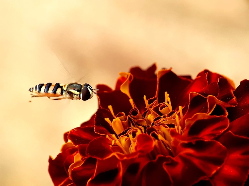 The flying beauty