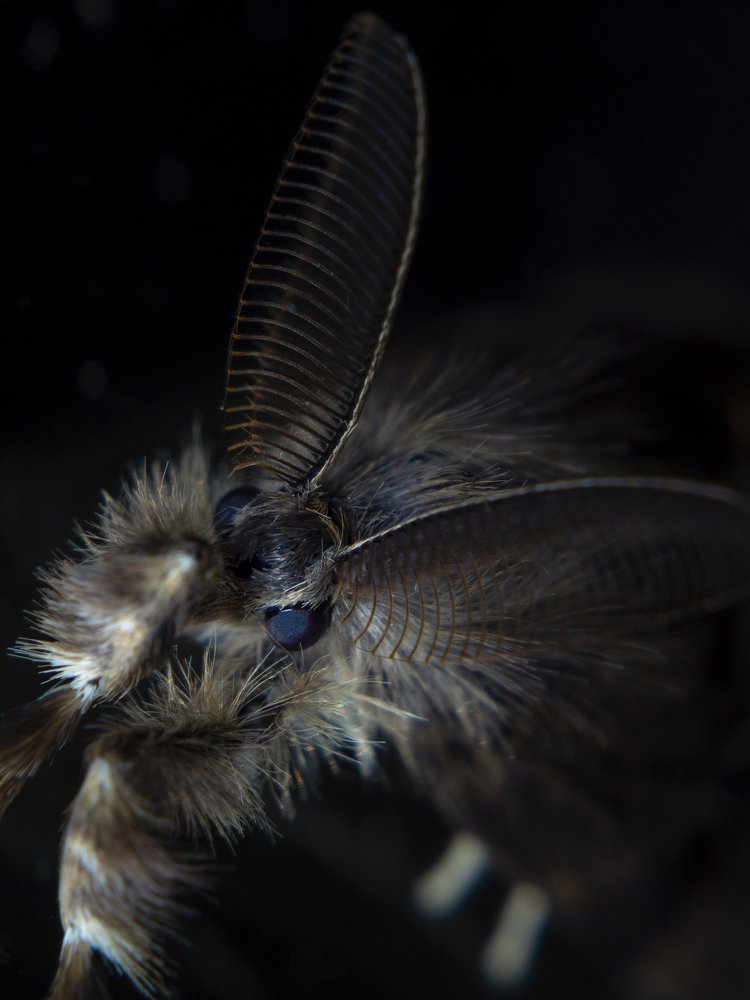 Незнакомка