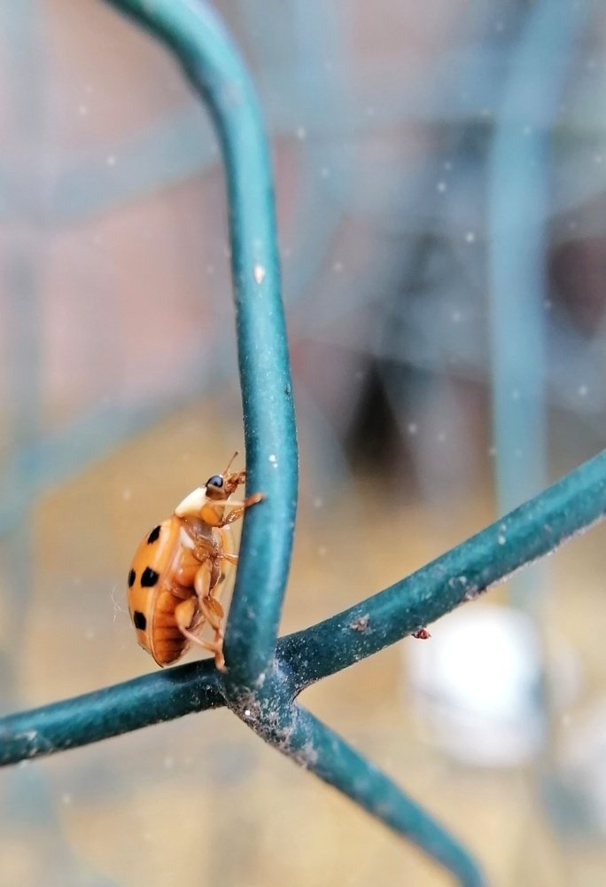 Photograph by Ирина Чиж