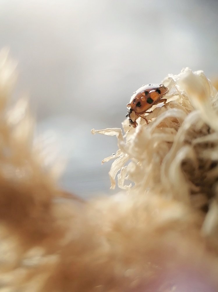 Photograph by Ирина Чиж