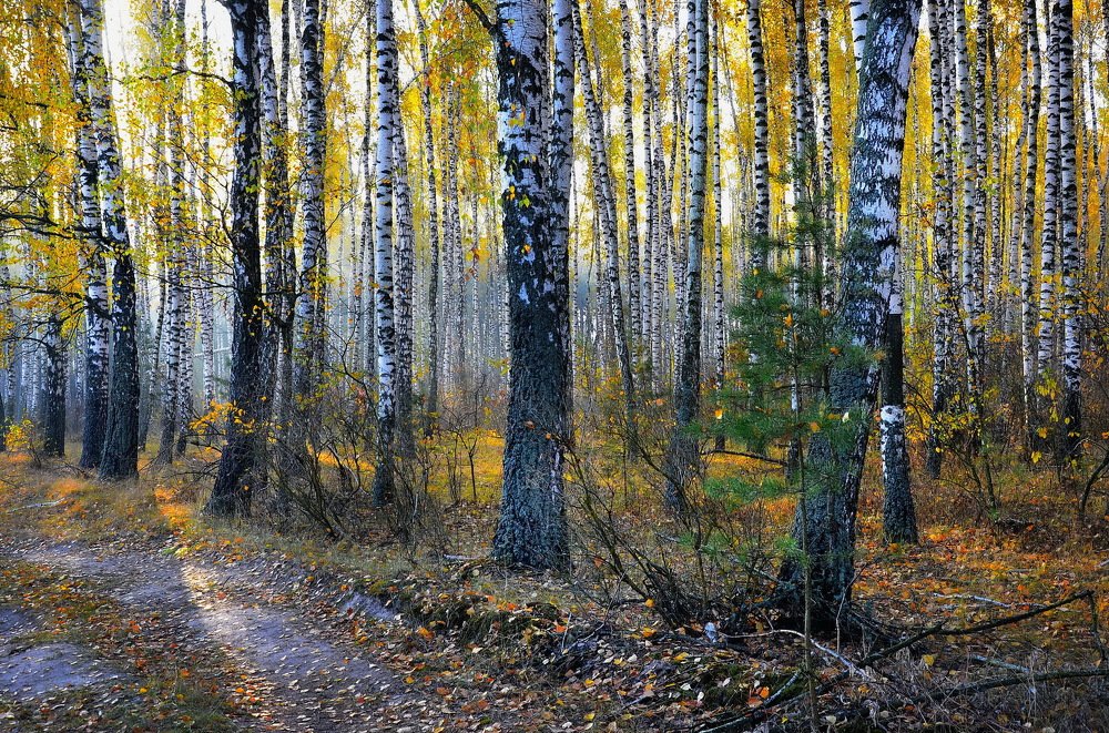 Photograph by Владимир Тертышник