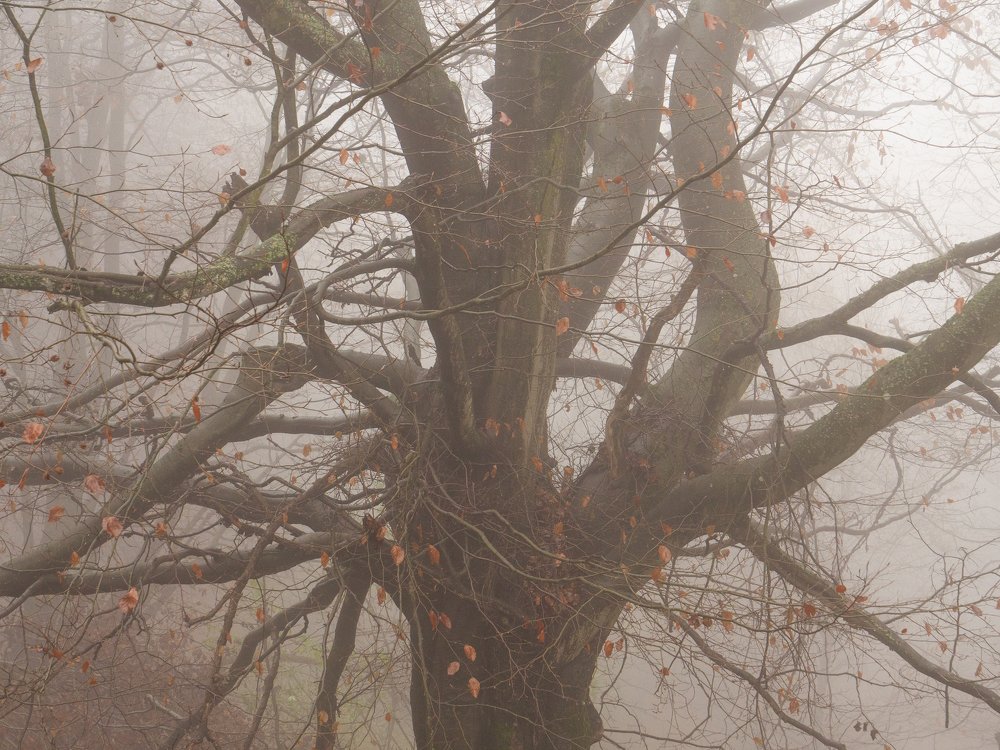 Photograph by Jaroslav Vyhnicka