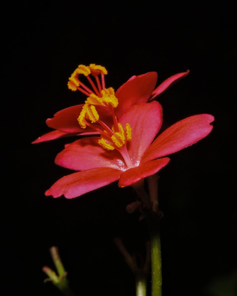 Crimson beauties