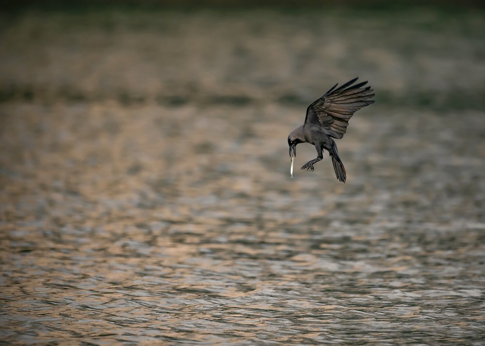 Extremely ordinary bird with its extraordinary skills