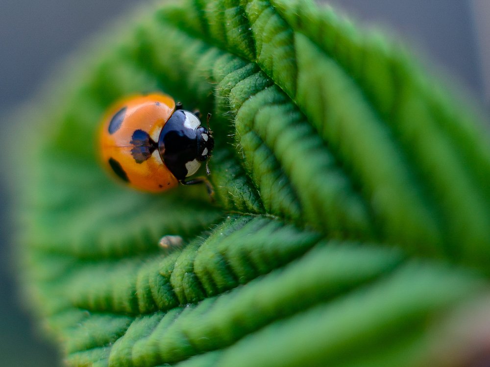 Photograph by Сергей Глухарев