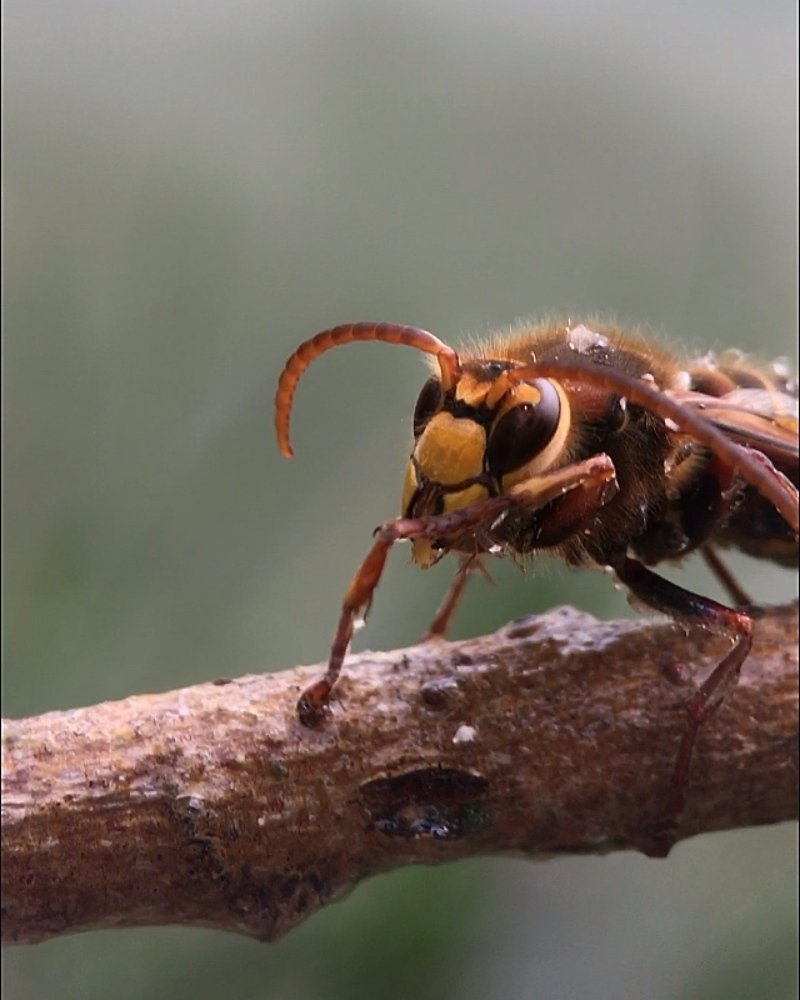 Спасение утопающего