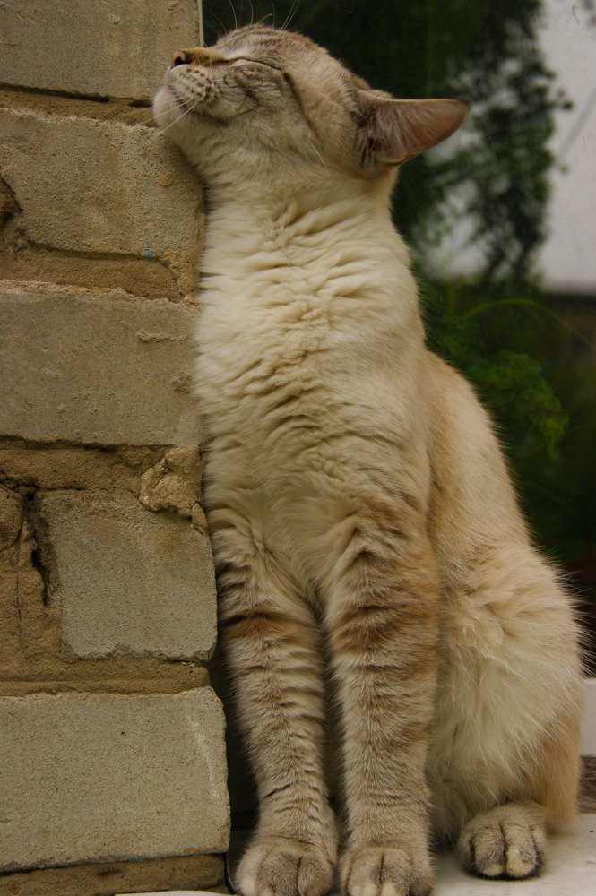 Photograph by Юлия Лазебная