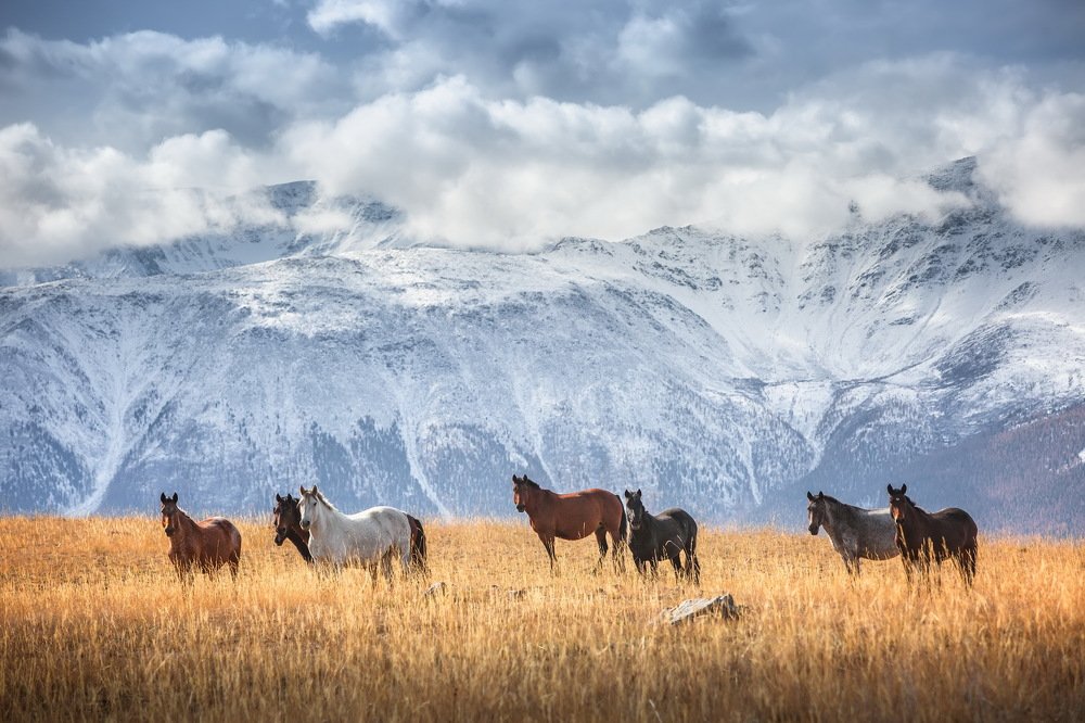 Алтайская идиллия