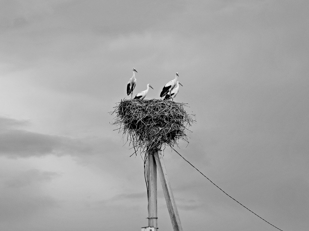 Photograph by Елена Кондратьева