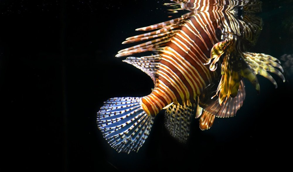 A beautiful tiger fish under the dark water.