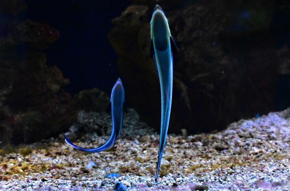 Underwater eels family.