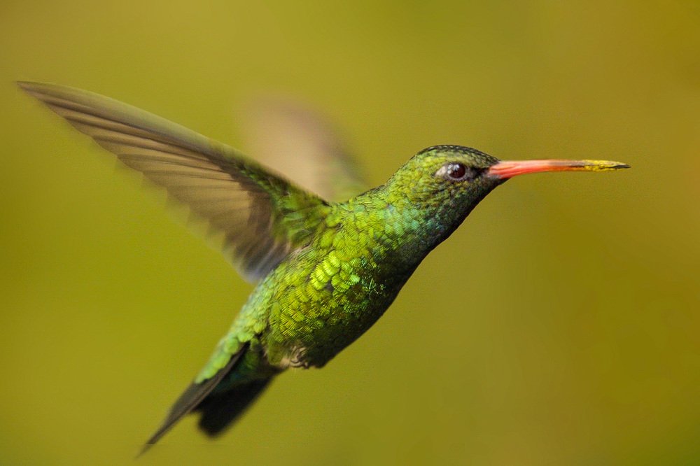 Photograph by Sitcovici