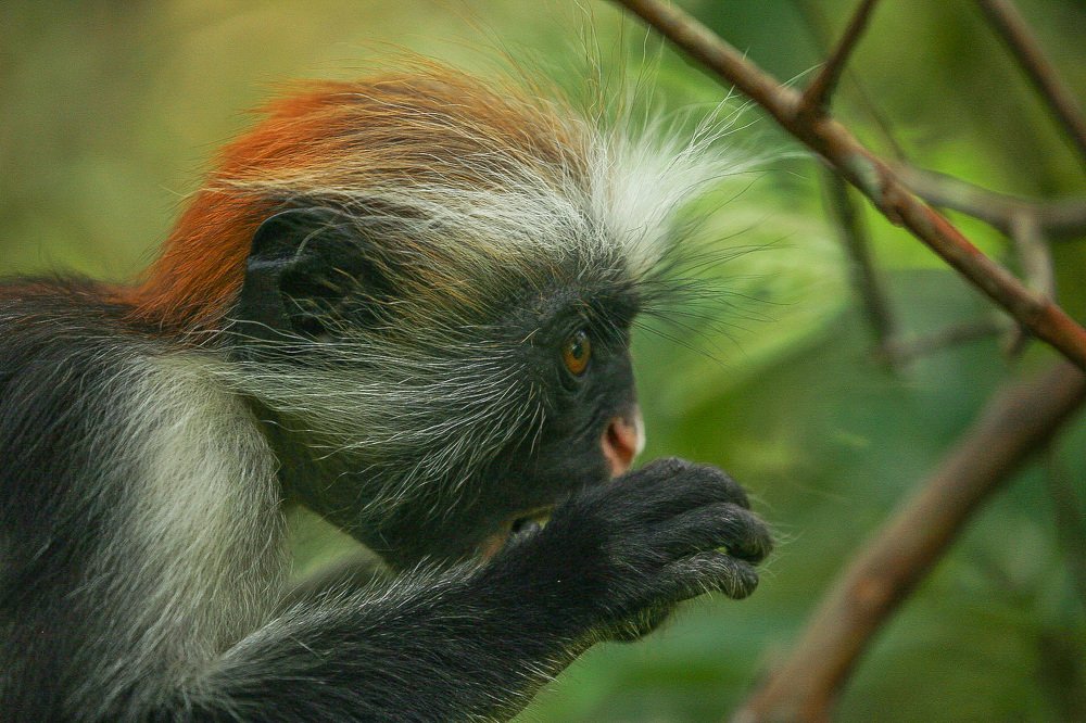 Photograph by Sitcovici