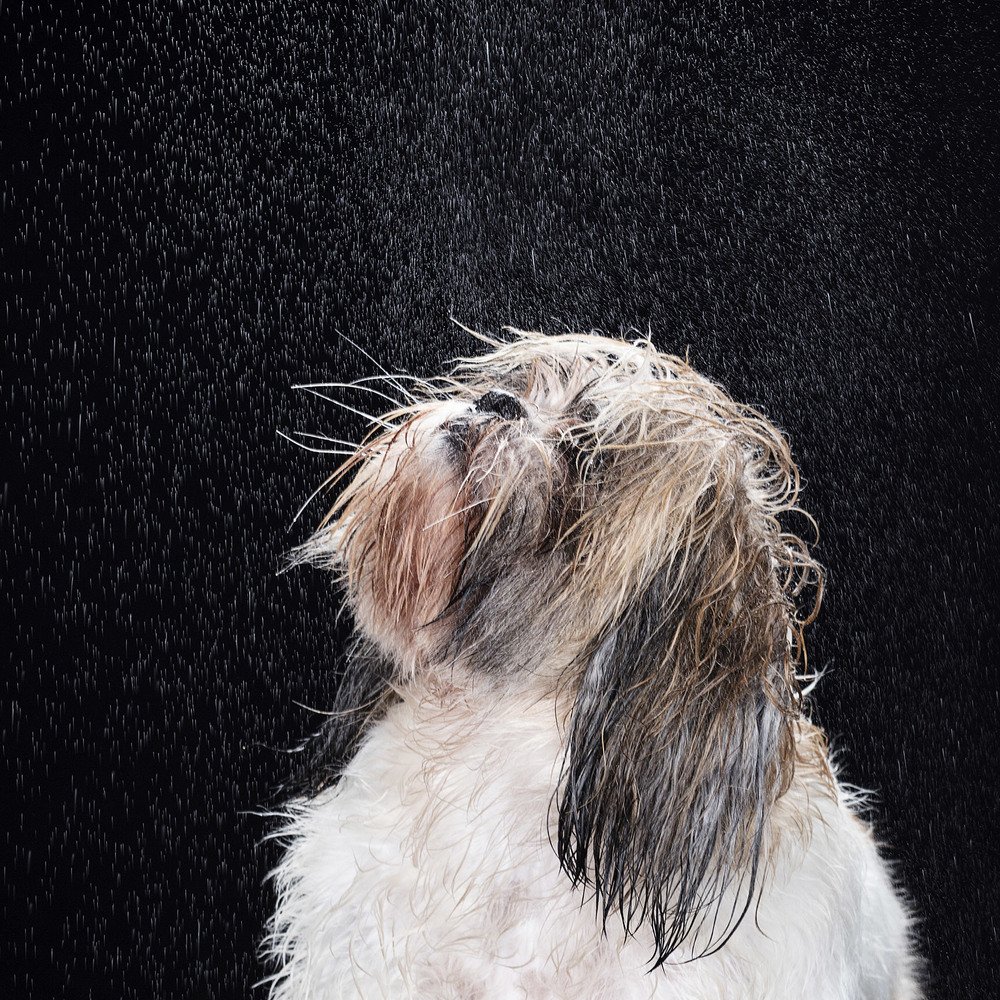 Photograph by Alex Perelman