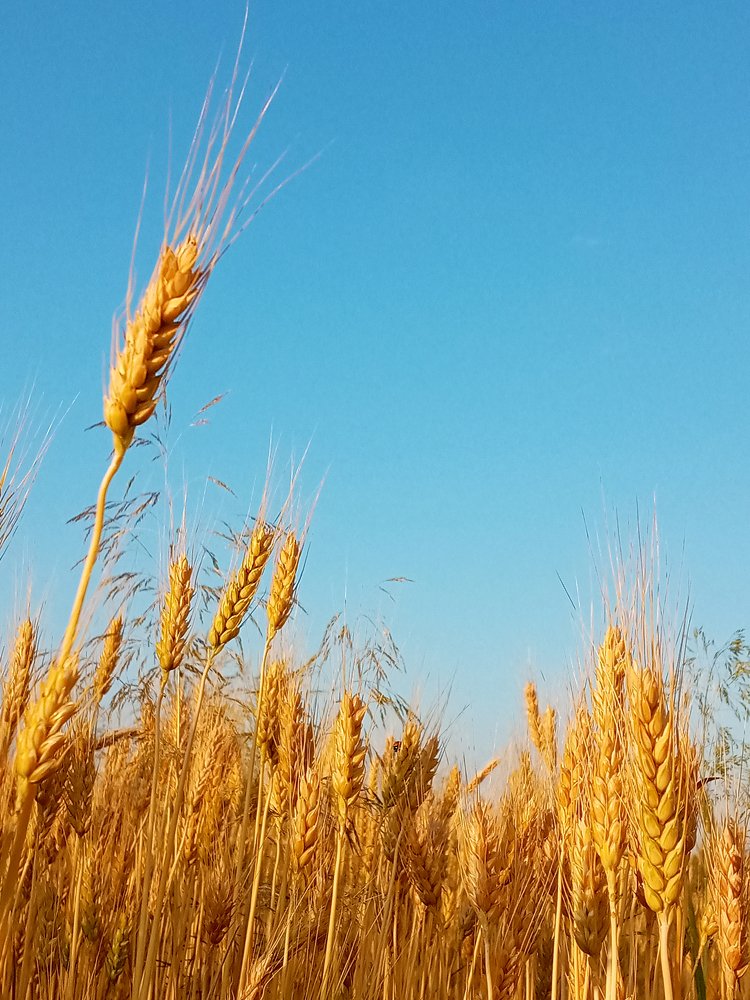 Photograph by Дарья Ващенко-Панкина