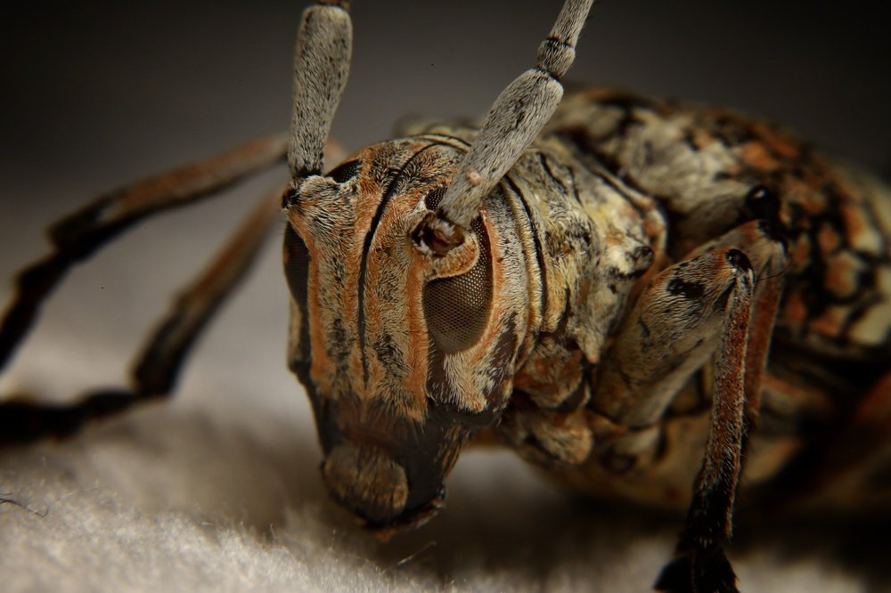 Photograph by Mizael Palomeque