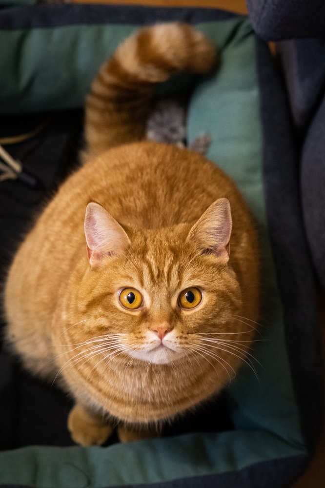 Фотография автора Natalia Sorenkova