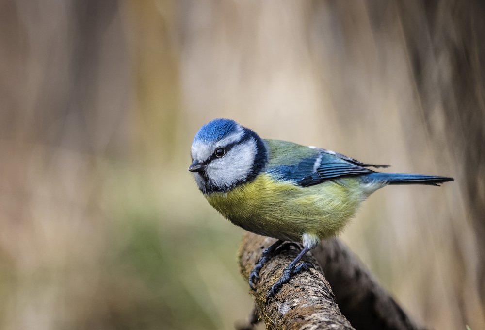 Синяя синица