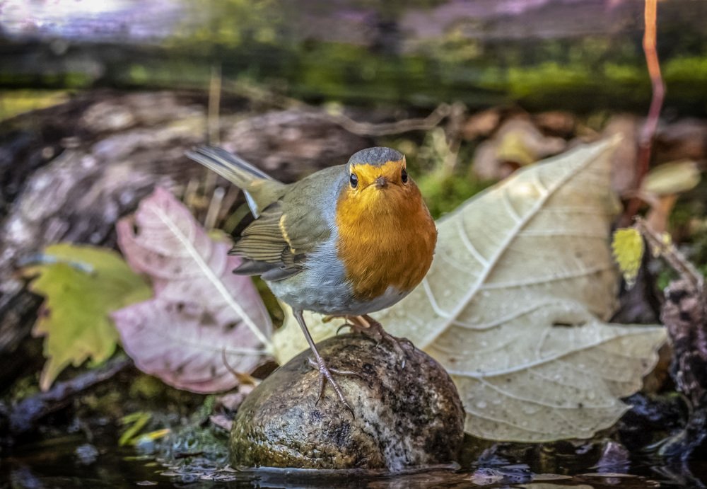 Маленький купальщик