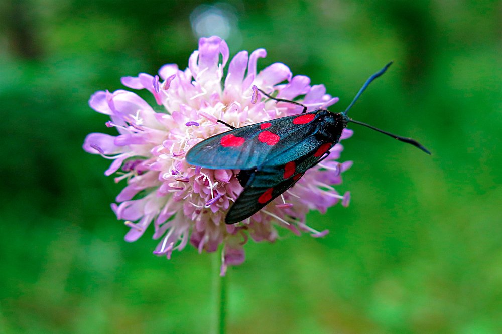 Photograph by Владимир Толстолетов