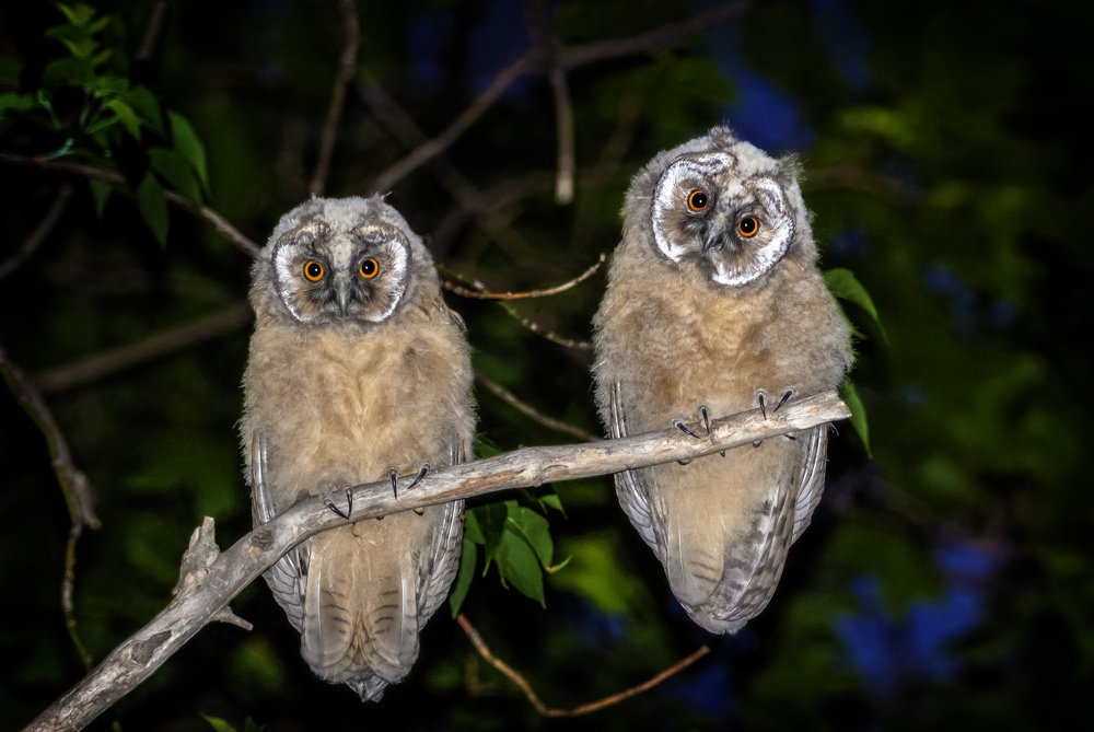 Будущая гроза ночи