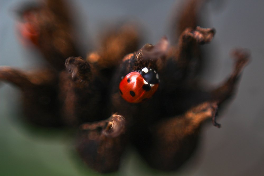 Photograph by Наталья Гайдар