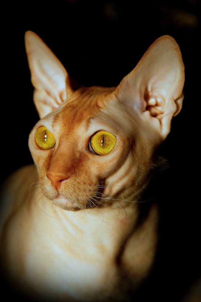 Тепло желтых глаз