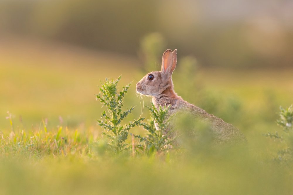 Rabbit in sunlight