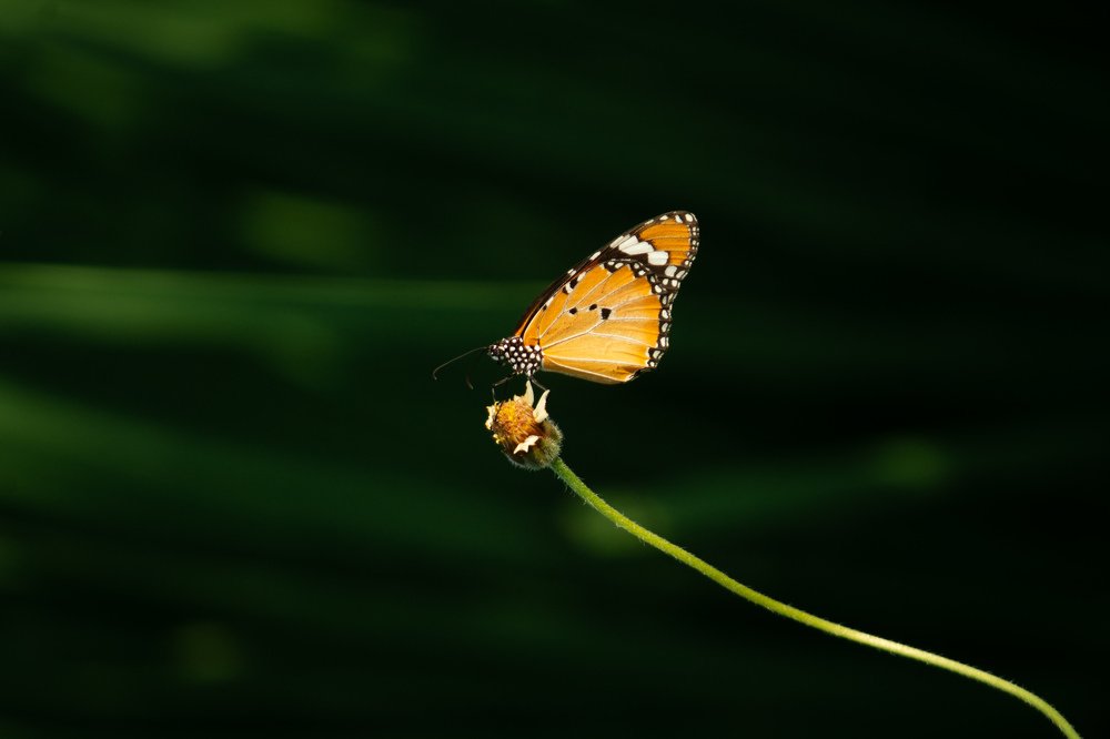 Photograph by Ubaid Mohammad