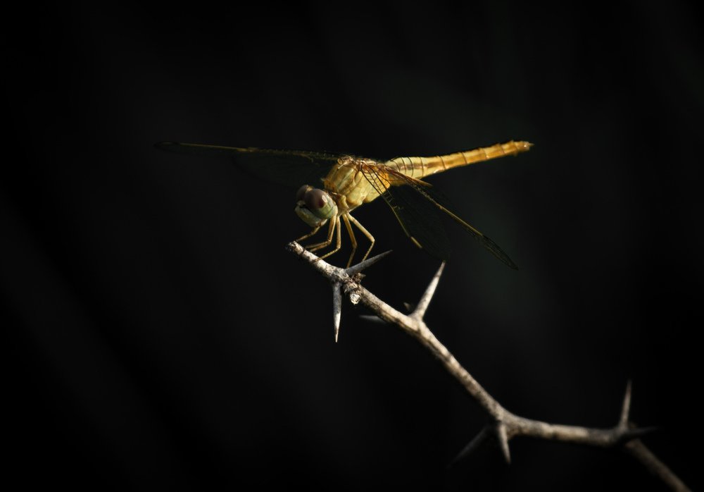 Photograph by Ubaid Mohammad