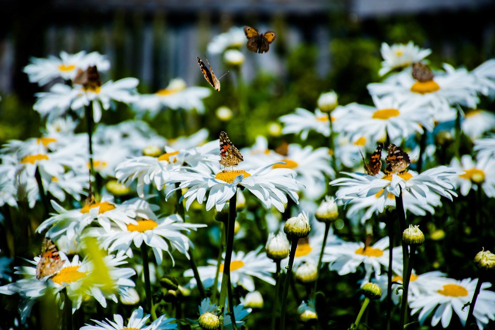 Photograph by Елена Прохорова