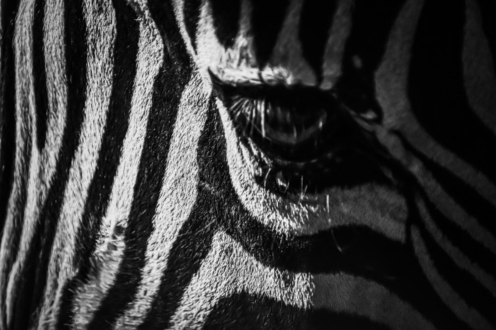 Photograph by Amanda Raymond