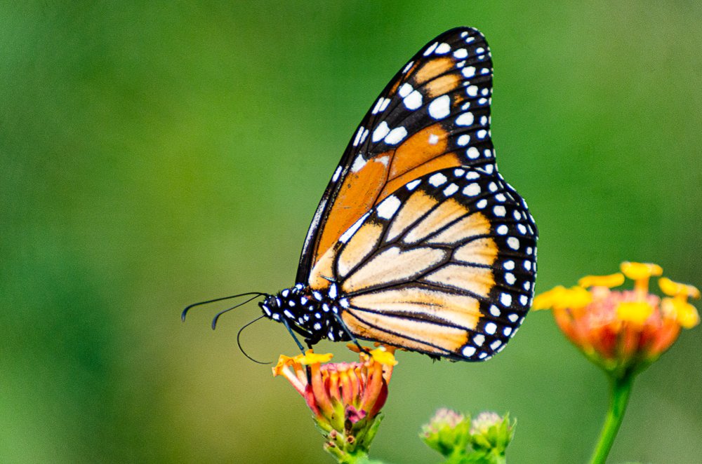 Brazilian butterfly.(Winged insects )