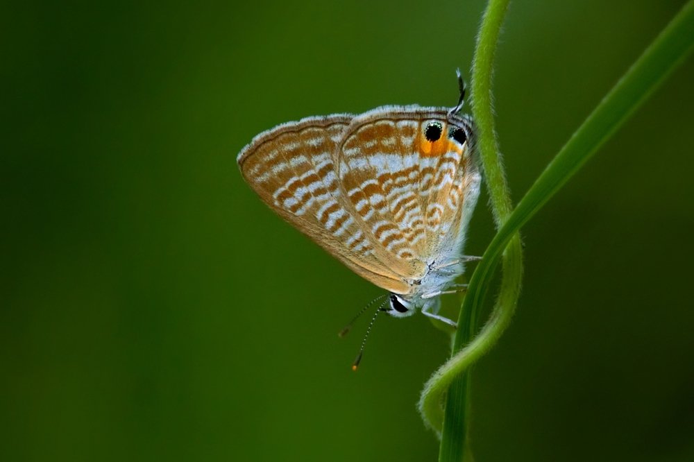 Photograph by Kayes Md Imrul