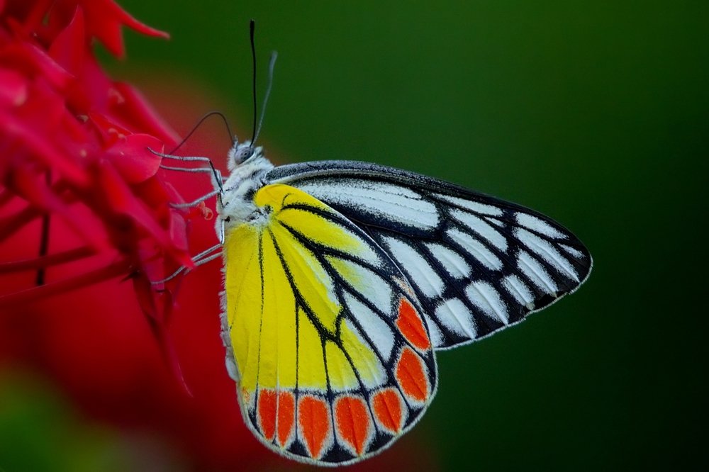 Photograph by Kayes Md Imrul