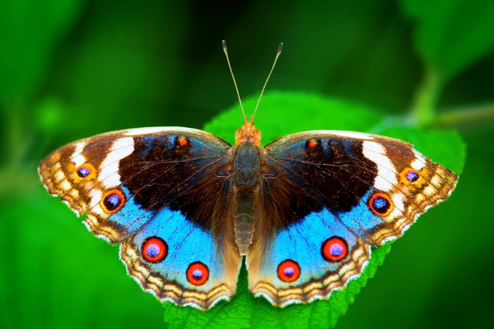 Photograph by Kayes Md Imrul