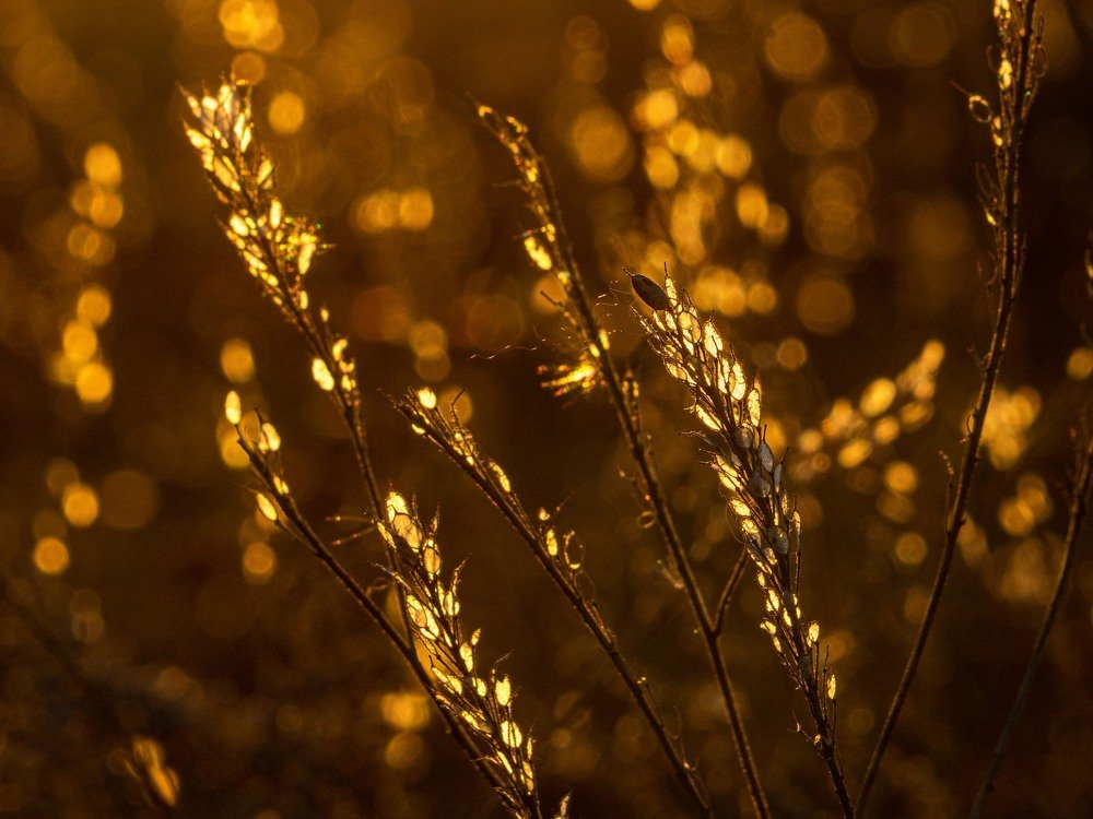 Photograph by mikhail goryachev